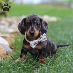 Lila, Dachshund Puppy